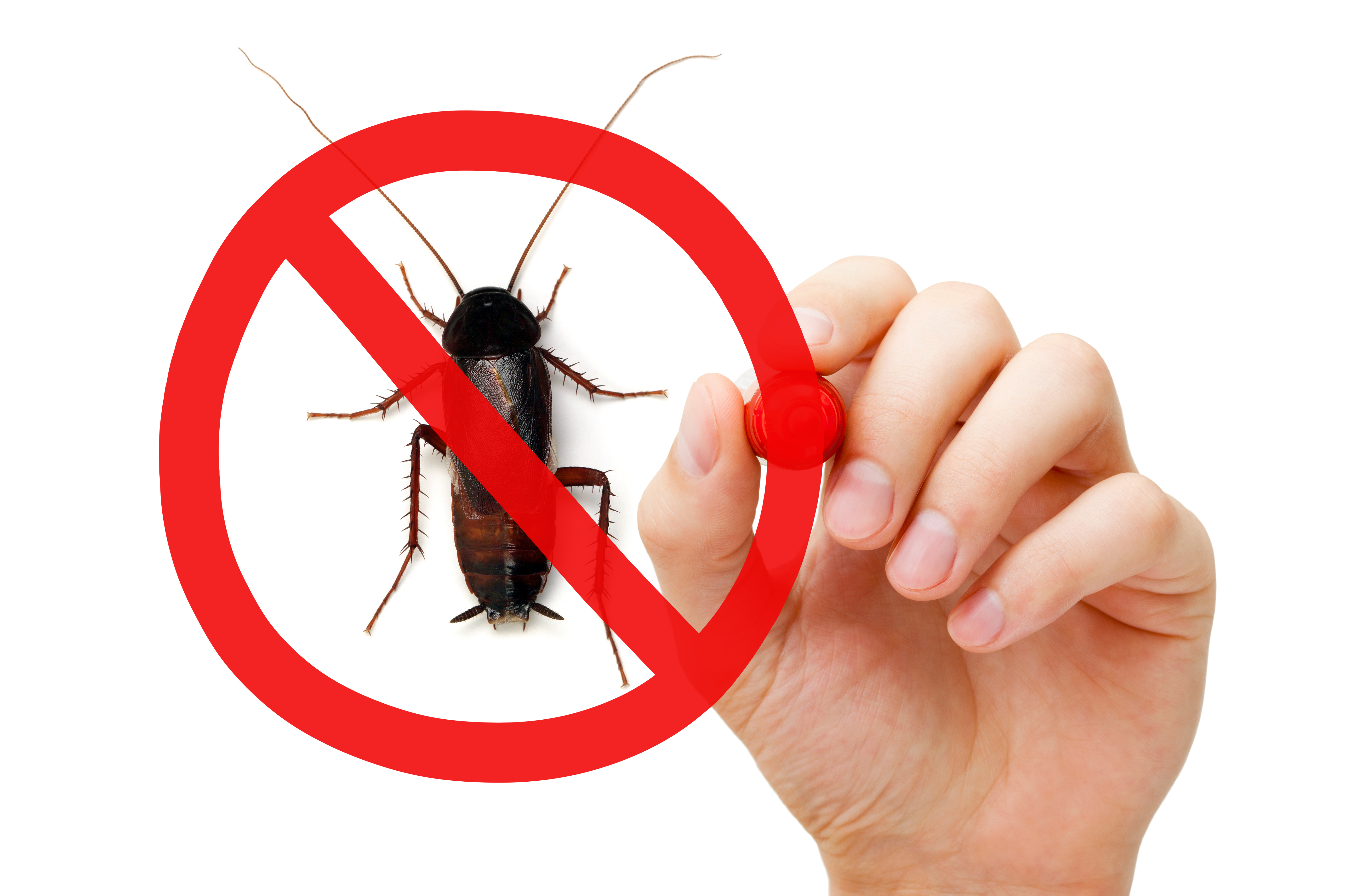 Top Tips To Bug-Proof Your Home